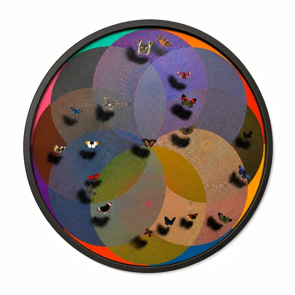 Butterfly Venn: A Chromatic Symphony of Wings